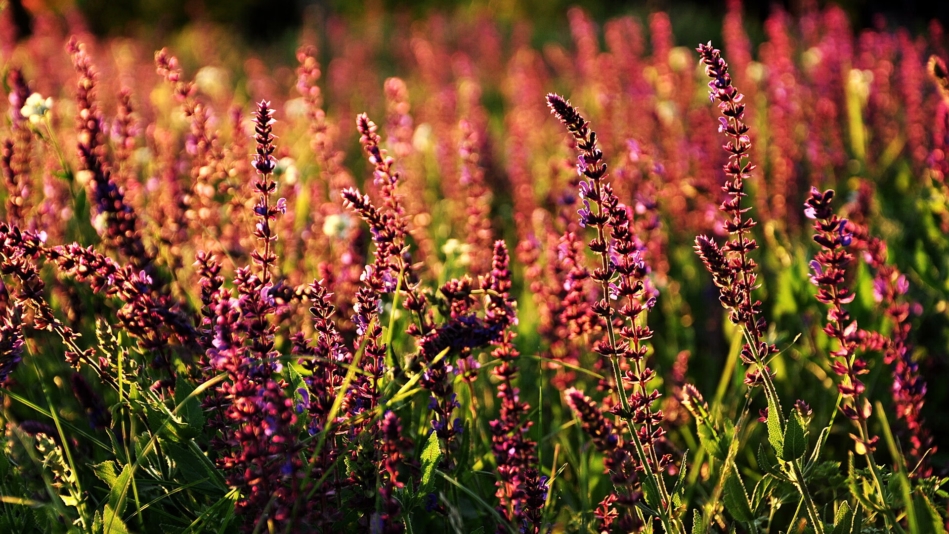 星空体育娱乐平台-山东男篮客场击败广州队，连胜达到六场，山东男篮战广东男篮